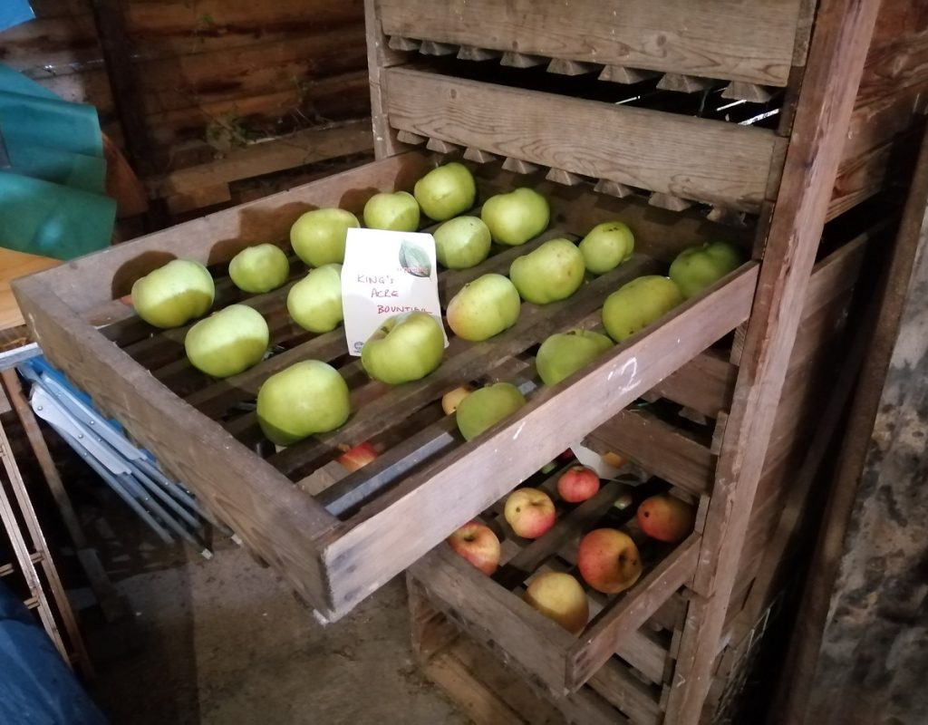 Apples going into storage