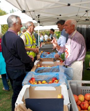 Selling apples at Harvestime